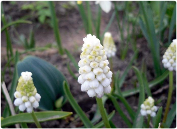 Мускари Оше, сорт White Magic